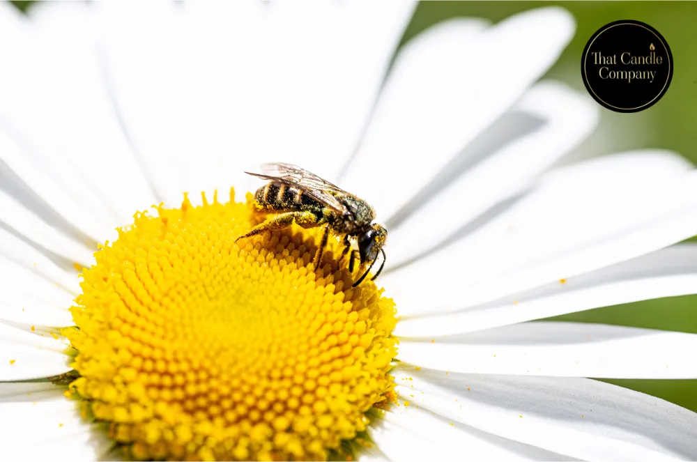 Bee gathering Pollen